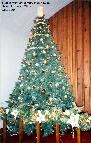 2004-12-Moms-Memorial-Tree.jpg