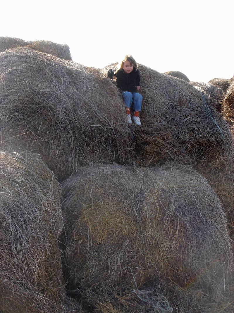 2005/11(Nov)/02(Dodd-Farm)/800x600_2005-11-05-24-Farm.JPG