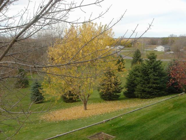2005/11(Nov)/04(Willmar-MN-Dan-Lisa)/2005-11-06-00-Dans-backyard.JPG