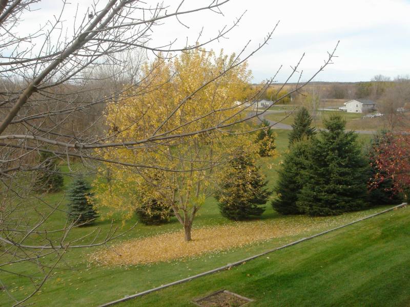 2005/11(Nov)/04(Willmar-MN-Dan-Lisa)/800x600_2005-11-06-00-Dans-backyard.JPG