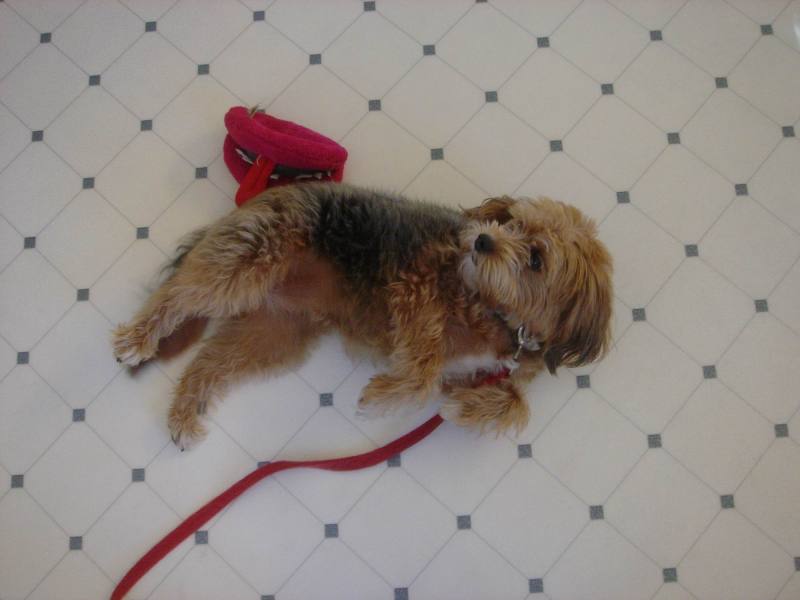 2005/11(Nov)/04(Willmar-MN-Dan-Lisa)/800x600_2005-11-06-04-Snickers.JPG
