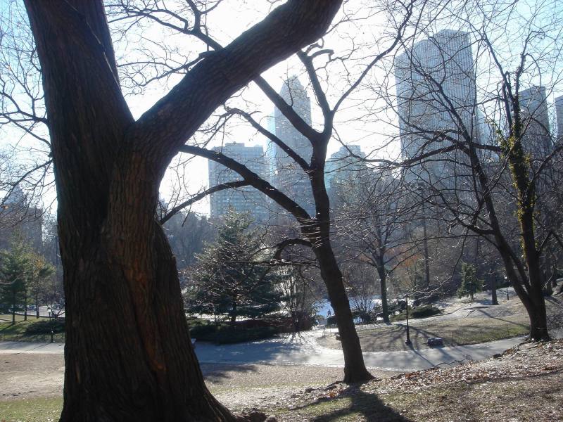 2006/01(Jan)/04(NYC)/800x600_2006-01-27-10-Central-Park.JPG