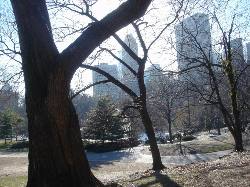 2006-01-27-10-Central-Park.JPG