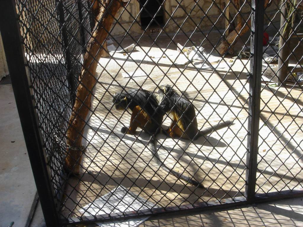 2006-02-11-SanAntonio-Zoo11.JPG