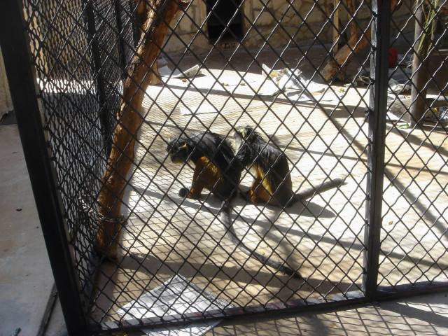 2006-02-11-SanAntonio-Zoo11.JPG