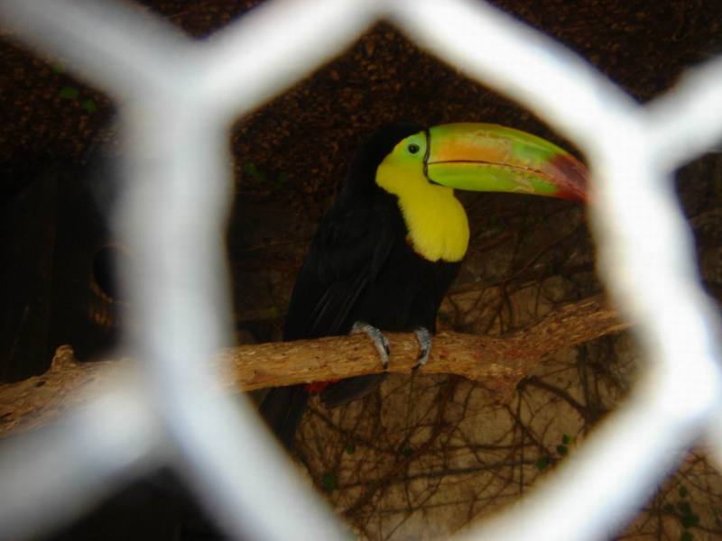 2006/02(Feb)/03(Zoo-Vale-Kyla)/800x600_2006-02-11-SanAntonio-Zoo16.JPG