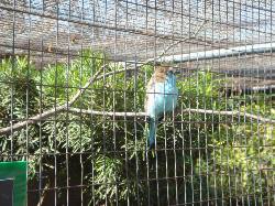 2006-02-11-SanAntonio-Zoo25.JPG