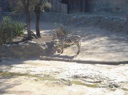 2006-02-11-SanAntonio-Zoo29.JPG