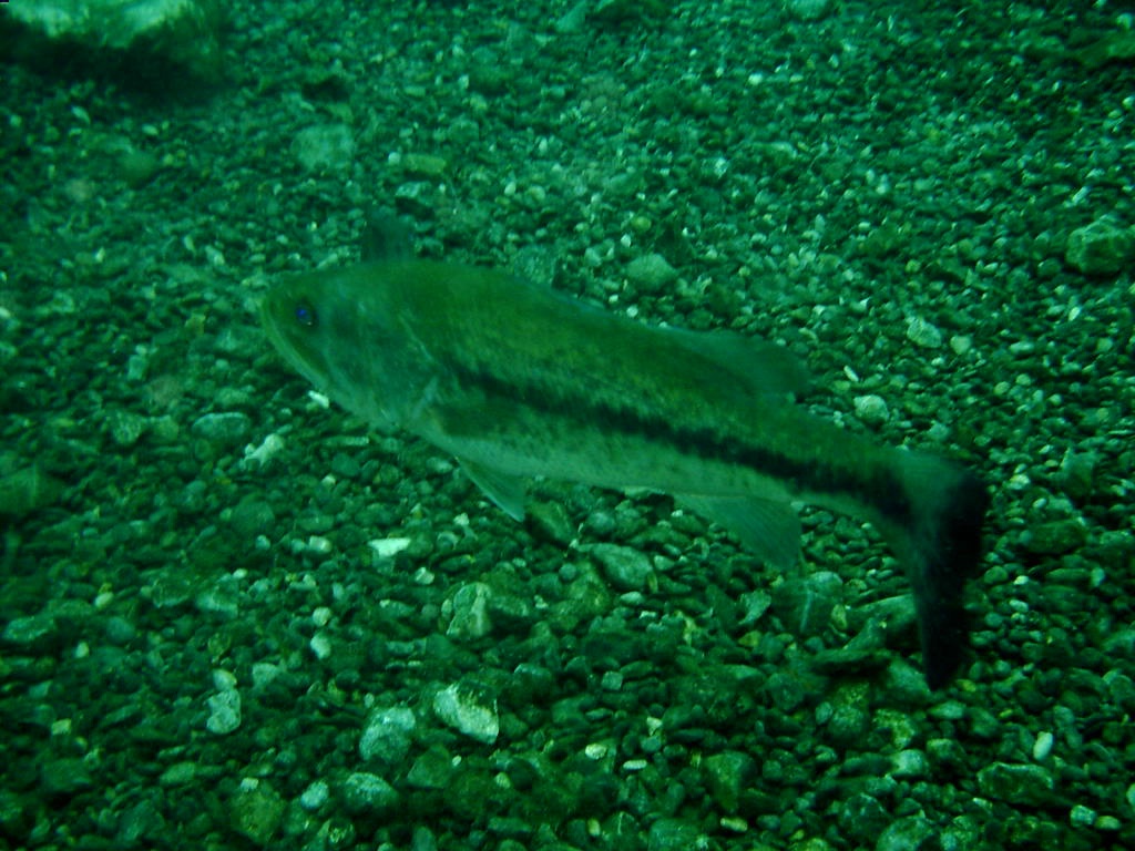 2006/02(Feb)/04(SCUBA-Aquarena-Springs)/1024x768_2006-02-19-21-.JPG