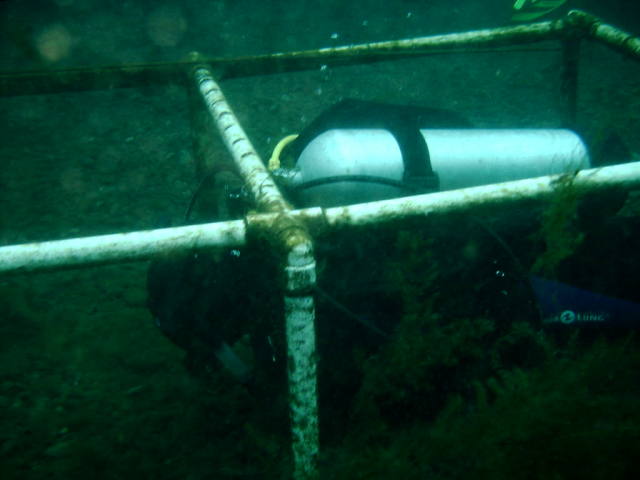 2006/02(Feb)/04(SCUBA-Aquarena-Springs)/640x480_2006-02-19-20-David.JPG