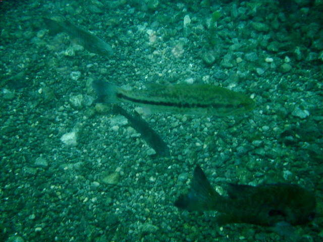 2006/02(Feb)/04(SCUBA-Aquarena-Springs)/640x480_2006-02-19-30-.JPG