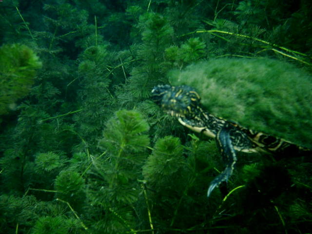 2006/02(Feb)/04(SCUBA-Aquarena-Springs)/640x480_2006-02-19-45-turtle.JPG