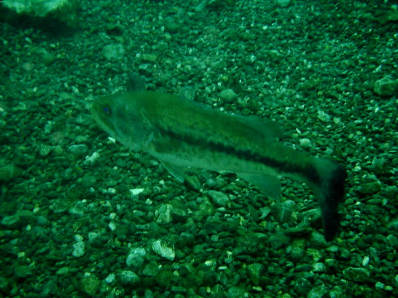 2006/02(Feb)/04(SCUBA-Aquarena-Springs)/800x600_2006-02-19-21-.JPG