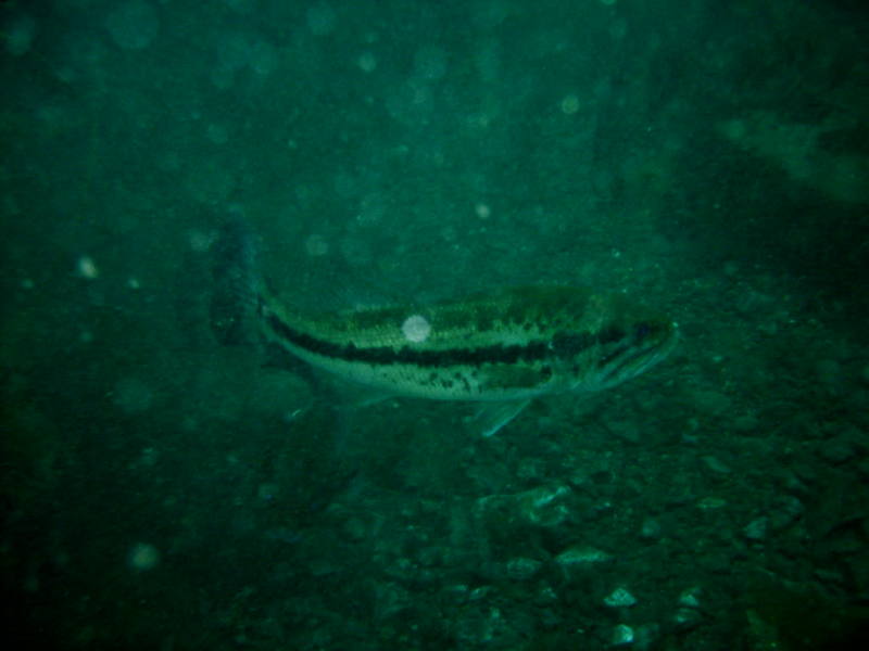 2006/02(Feb)/04(SCUBA-Aquarena-Springs)/800x600_2006-02-19-25-.JPG