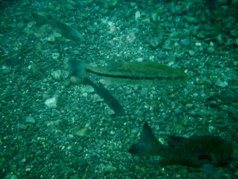 2006/02(Feb)/04(SCUBA-Aquarena-Springs)/800x600_2006-02-19-30-.JPG