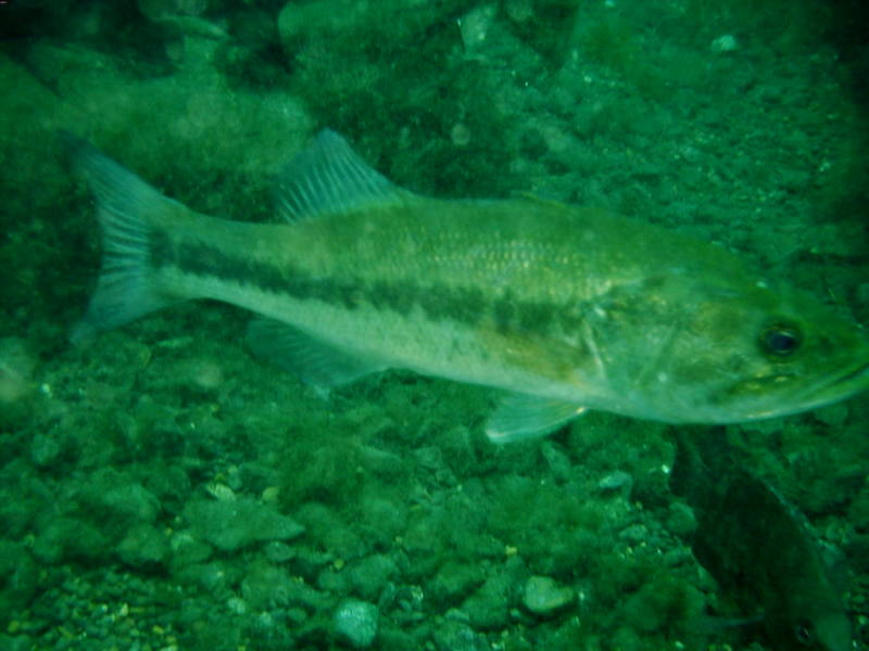 2006/02(Feb)/04(SCUBA-Aquarena-Springs)/800x600_2006-02-19-39-.JPG