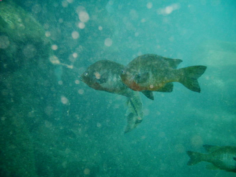 2006/02(Feb)/04(SCUBA-Aquarena-Springs)/800x600_2006-02-19-40-.JPG