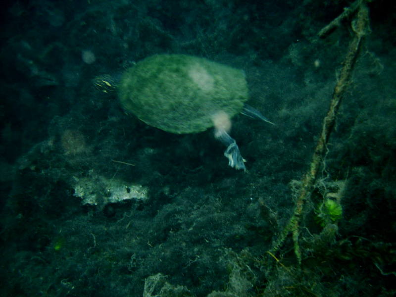 2006/02(Feb)/04(SCUBA-Aquarena-Springs)/800x600_2006-02-19-44-turtle.JPG