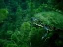 2006-02-19-45-turtle.JPG