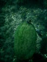 2006-02-19-46-Turtle.JPG