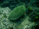 2006-02-19-47-turtle.JPG