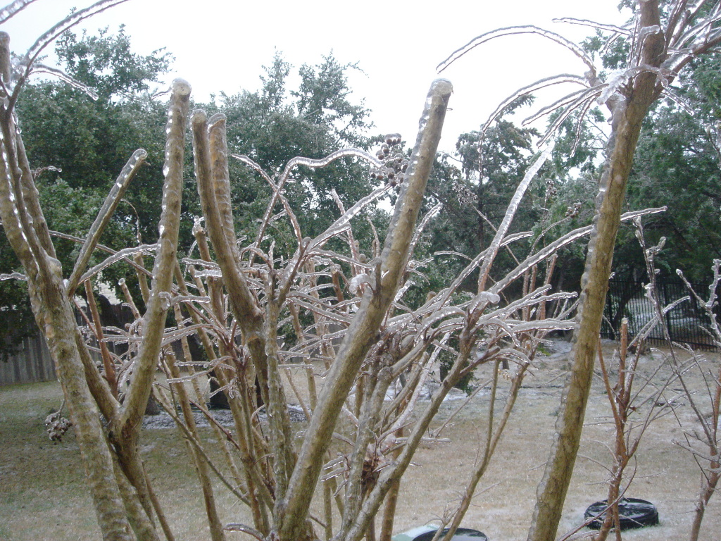 2007/01(Jan)/01(Ice)/1024x768_2007-01-17-04-IceStorm-6607-Conifer.JPG