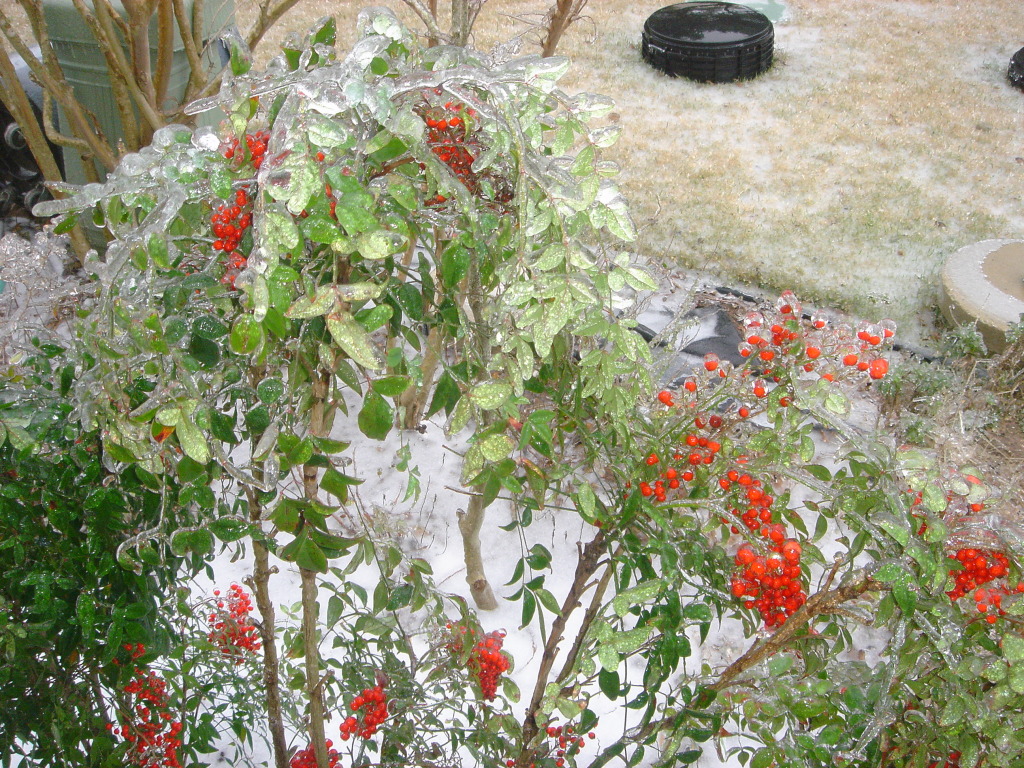2007/01(Jan)/01(Ice)/1024x768_2007-01-17-06-IceStorm-6607-Conifer.JPG