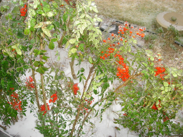 2007/01(Jan)/01(Ice)/640x480_2007-01-17-07-IceStorm-6607-Conifer.JPG
