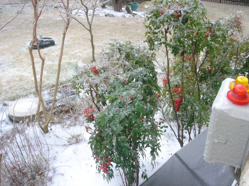 2007/01(Jan)/01(Ice)/800x600_2007-01-17-03-IceStorm-6607-Conifer.JPG