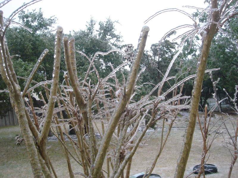 2007/01(Jan)/01(Ice)/800x600_2007-01-17-04-IceStorm-6607-Conifer.JPG
