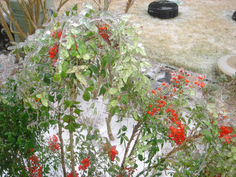 2007/01(Jan)/01(Ice)/800x600_2007-01-17-06-IceStorm-6607-Conifer.JPG