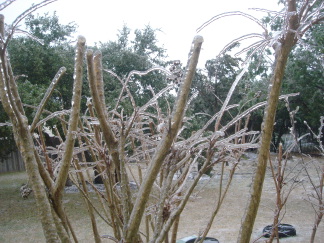 2007-01-17-04-IceStorm-6607-Conifer.JPG