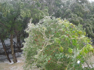 2007-01-17-05-IceStorm-6607-Conifer.JPG