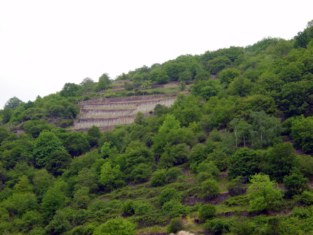 2007/04(April-May-Germany-Italy-Scotland)/06(Rudesheim)/640x480_2007-05-05-32.JPG