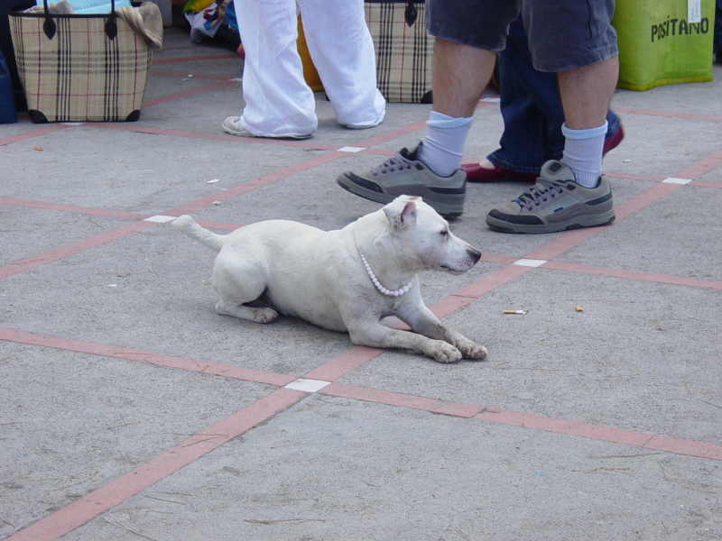 2007/04(April-May-Germany-Italy-Scotland)/07(Italy-Positano-Amalfi-Coast)/800x600_2007-05-01-41-Exploring-1st-day.JPG