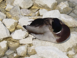 2007-04-29-20.JPG