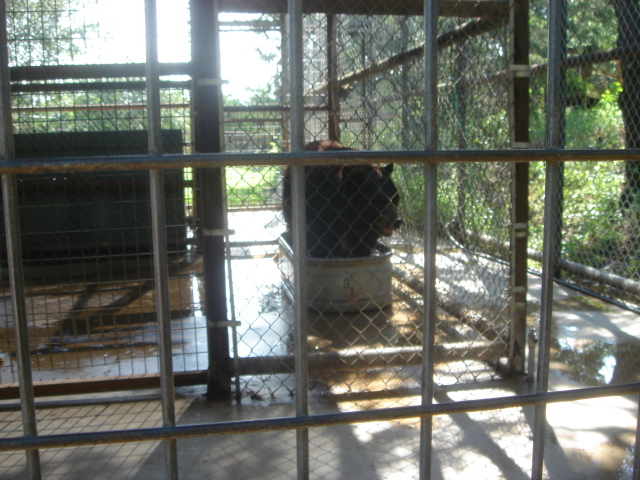 2007/07(July)/01(Austin-Zoo)/640x480_2007-07-07-04-Austin-Zoo.JPG