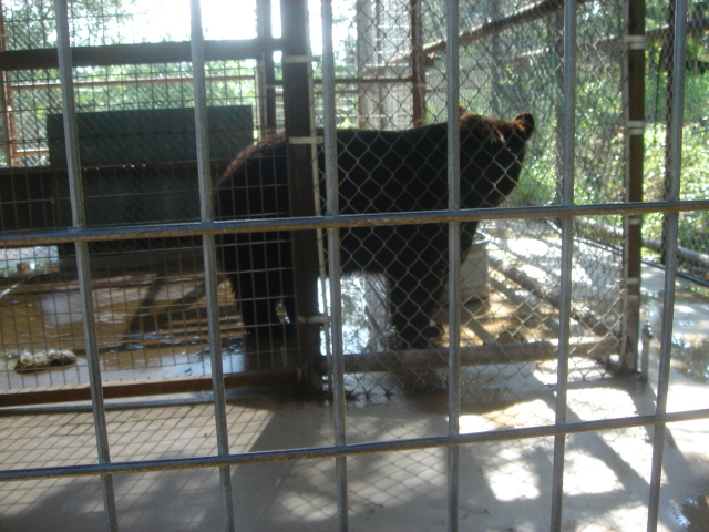 2007/07(July)/01(Austin-Zoo)/640x480_2007-07-07-05-Austin-Zoo.JPG