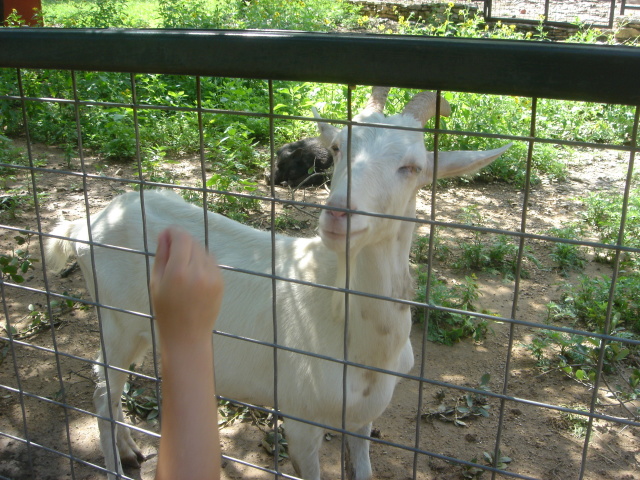 2007/07(July)/01(Austin-Zoo)/640x480_2007-07-07-12-Austin-Zoo.JPG