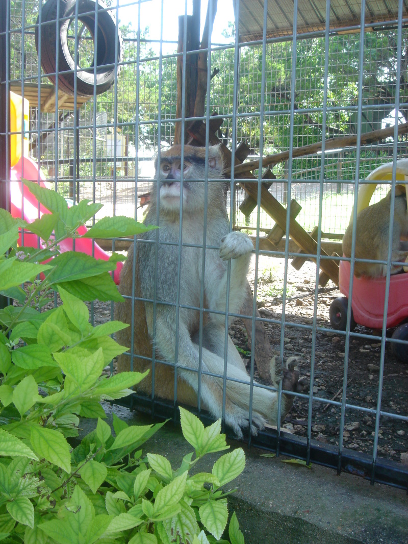 2007/07(July)/01(Austin-Zoo)/800x600_2007-07-07-02-Austin-Zoo.JPG