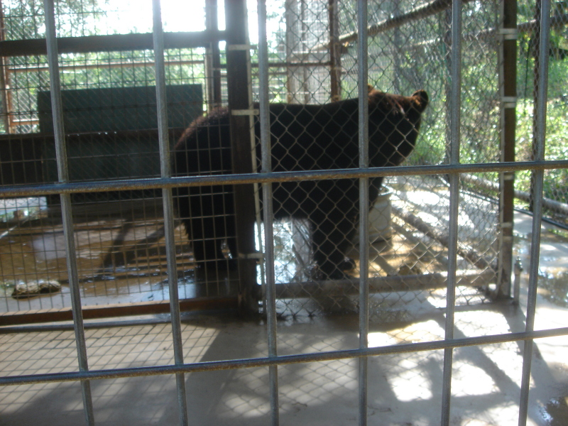 2007/07(July)/01(Austin-Zoo)/800x600_2007-07-07-05-Austin-Zoo.JPG