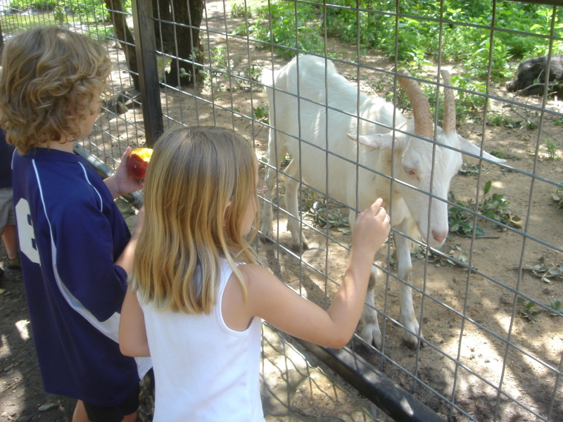 2007/07(July)/01(Austin-Zoo)/800x600_2007-07-07-13-Austin-Zoo.JPG