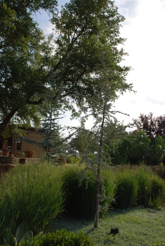 2008-05-26-02-Trees.JPG