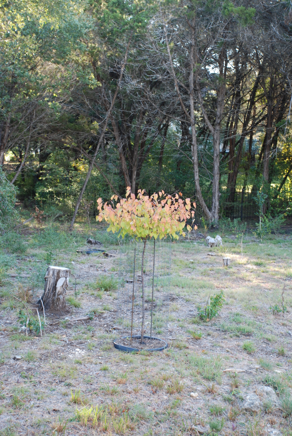 2008/11(Nov)/01(Fall-Foliage)/1024x768_2008-11-backyard-grampa-tree-from-trolls-01.JPG