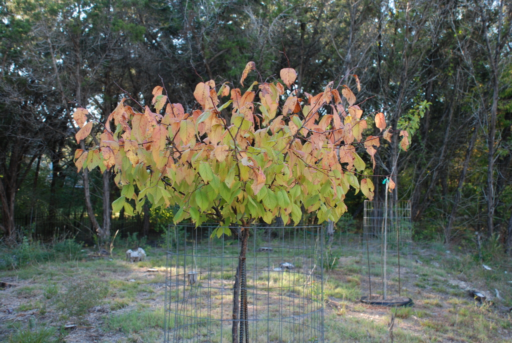 2008/11(Nov)/01(Fall-Foliage)/1024x768_2008-11-backyard-grampa-tree-from-trolls-05.JPG
