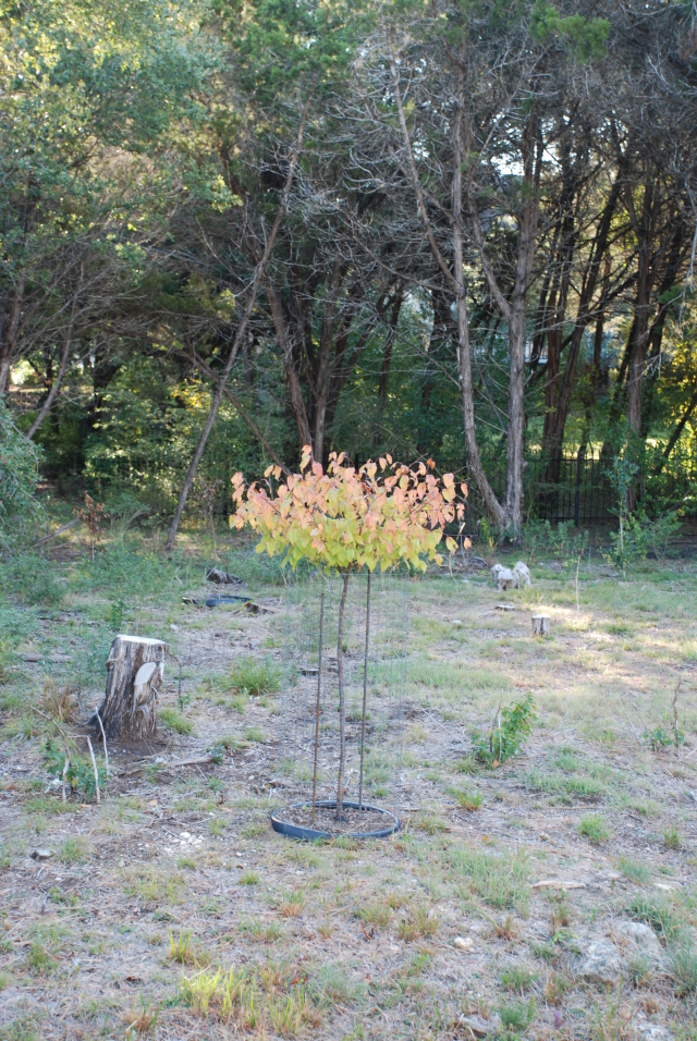 2008-11-backyard-grampa-tree-from-trolls-01.JPG