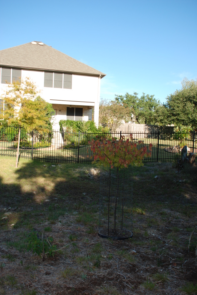 2008/11(Nov)/01(Fall-Foliage)/640x480_2008-11-backyard-grampa-tree-from-trolls-02.JPG
