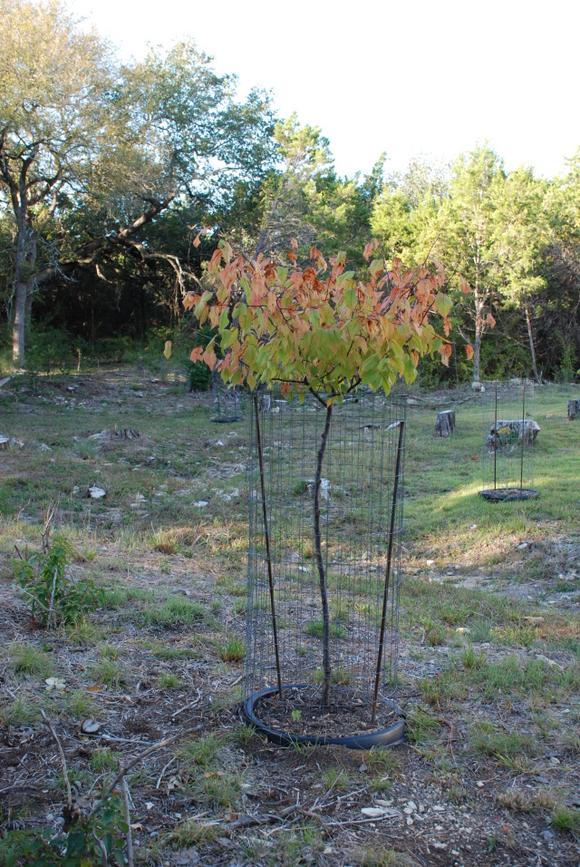 2008/11(Nov)/01(Fall-Foliage)/640x480_2008-11-backyard-grampa-tree-from-trolls-03.JPG
