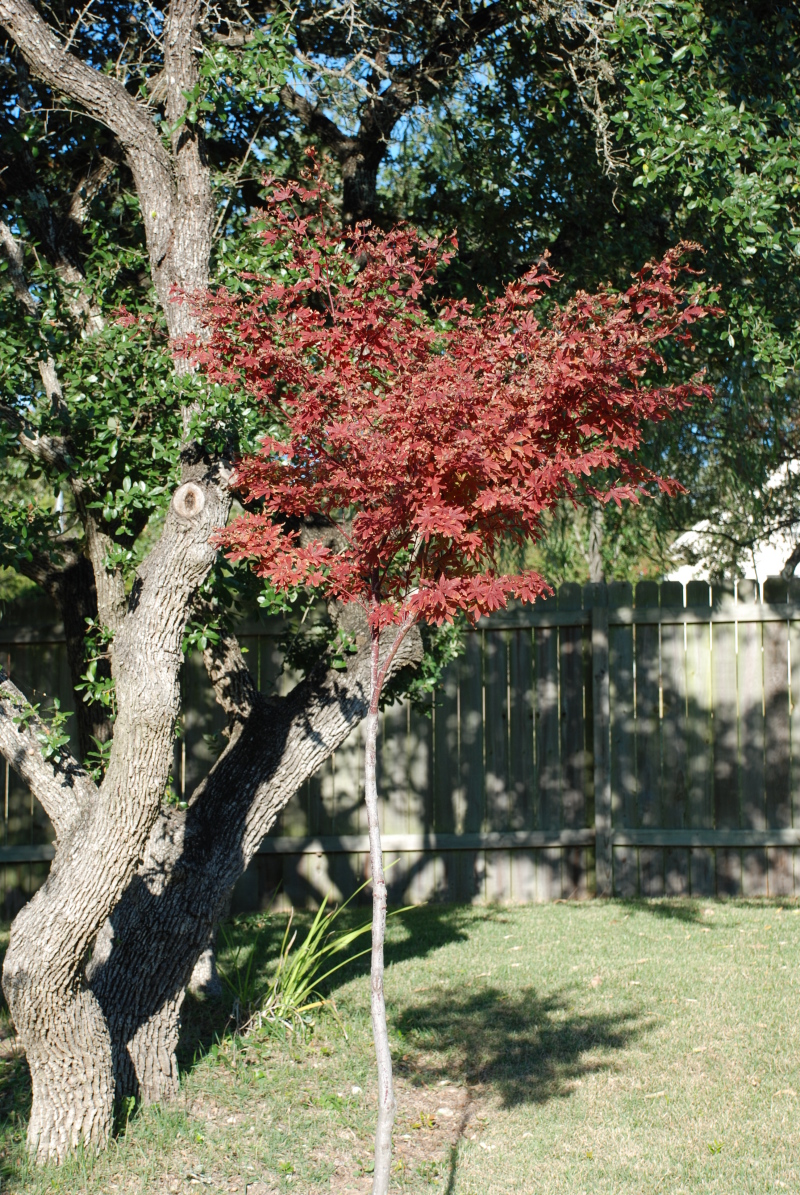 2008/11(Nov)/01(Fall-Foliage)/800x600_2008-11-backyard-12.JPG