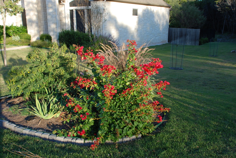 2008/11(Nov)/01(Fall-Foliage)/800x600_2008-11-frontyard-26.JPG